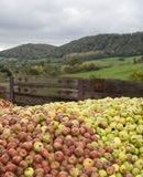 Hogan’s Cider Ltd