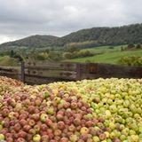 Hogan’s Cider Ltd